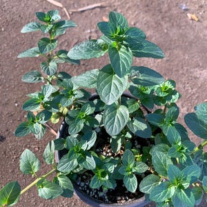 May include: A potted plant with lush green leaves. The plant is in a black plastic pot and is surrounded by brown dirt.