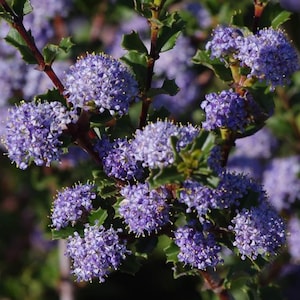 May include: Close-up of a Ceanothus plant with clusters of small, vibrant purple flowers. The flowers are densely packed, creating a textured appearance. Green leaves and reddish-brown stems provide a contrasting backdrop.