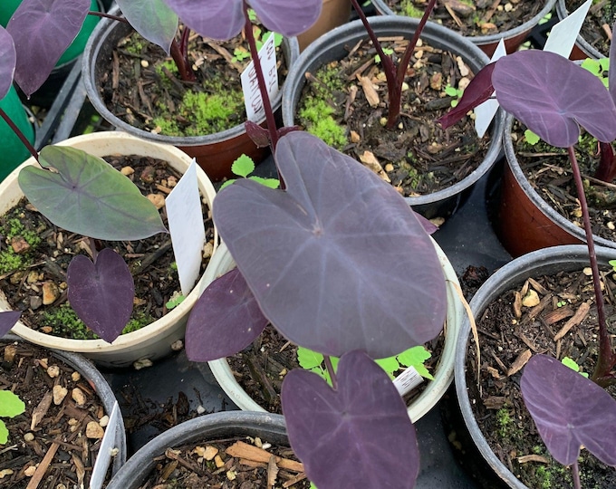 Colocasia ‘black coral’ starter plant 4” pot
