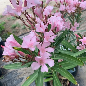 May include: A potted pink oleander plant with green leaves. The plant is in bloom with many pink flowers.