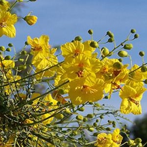 May include: Close-up of yellow flowers in full bloom against a clear blue sky. The flowers have delicate, ruffled petals and are clustered together on thin, green stems. Unopened buds are also visible.