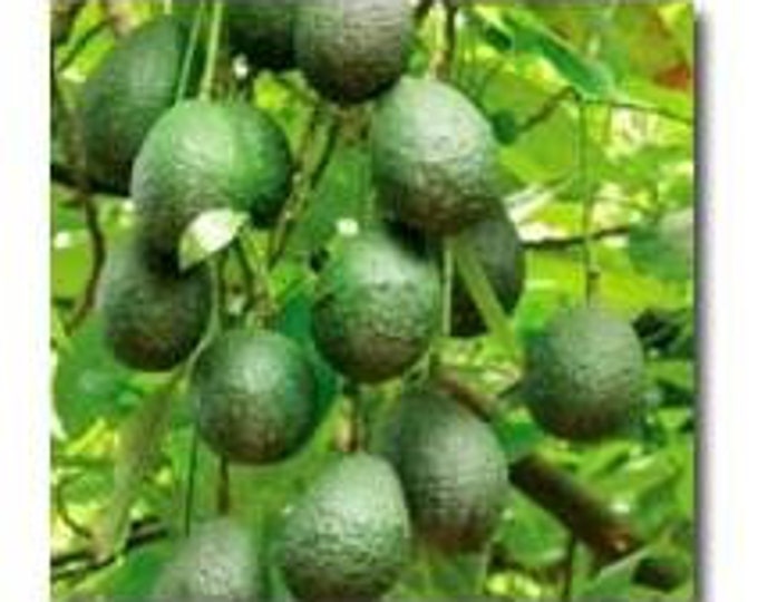 Little Cado Avocado Grafted Tree -  2 Feet Tall - Ship in 3gal  Pot