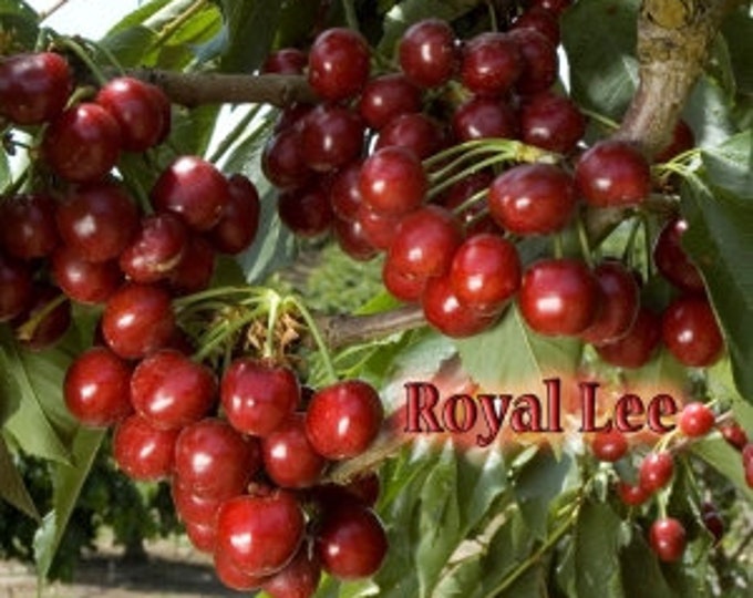 Cherry 'Royal Lee'  -  3 to 4  Feet Tall - Grafted Tree - Bigger Trunk - Ship in 3Gal pot