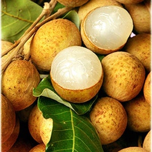 Longan  Tree - 1 Plant -  3  Feet Tall - Air Layered - Bigger Trunk - Ship in 3 Gal Pot