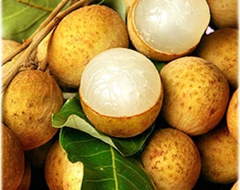 Árbol Longan - 1 planta - 3 pies de altura - Capas de aire - Tronco más grande - Se envía en maceta de 3 galones