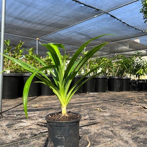 May include: A green pandan plant in a black plastic pot. The plant is growing in a greenhouse setting with a blue shade cloth overhead.