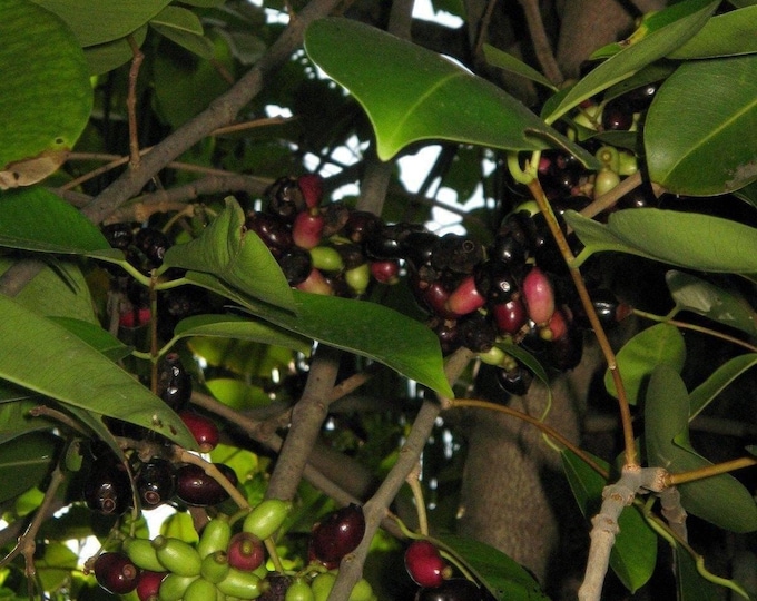 Duhat fruit trái trâm -  3 to 4 feet tall ship in 3 gal pot