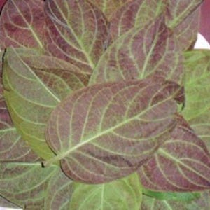 May include: A collection of fresh leaves, showcasing a mix of green and burgundy hues. The leaves have prominent veins and are arranged in a circular pattern, creating a natural, organic aesthetic. The leaves are on a white plate.