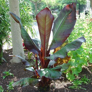 May include: A red-leaved banana plant with large, green leaves. The plant is growing in a garden setting with brown mulch.