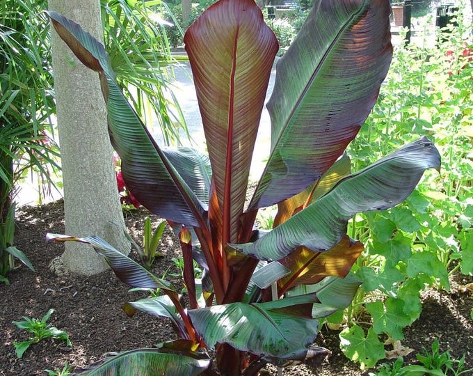 Red leaf banana - ensete ventricosum 'maurelii' - 1 plants  - 1   feet tall  - ship in 6" pot