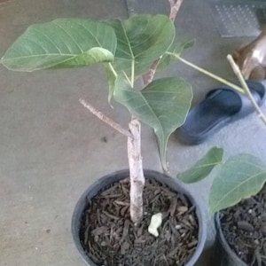 Bodhi plant ficus religiosa - cây bồ đề - 2 to 3  feet - ship in 3 gal pot