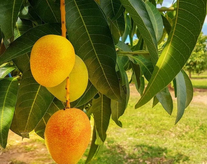 Alphonso Mango Tree  - 1 Plant -  1 to 2 feet tall -Grafted - Ship in 3Gal