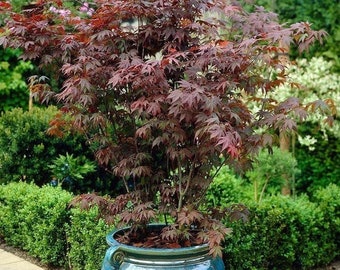 Bloodgood Japanese Maple, 1 to 2 ft, ships in 6” pot