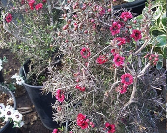 Leptospermum scoparium - Ruby Glow - 8" Tall