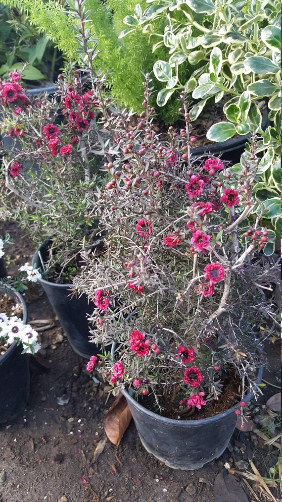 Leptospermum Scoparium Ruby Glow 8 Tall - Etsy