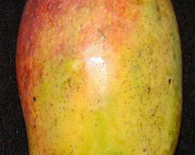Valencia pride mango tree   - grafted tree   - - 1 feet tall -grafted - ship in 6" pot