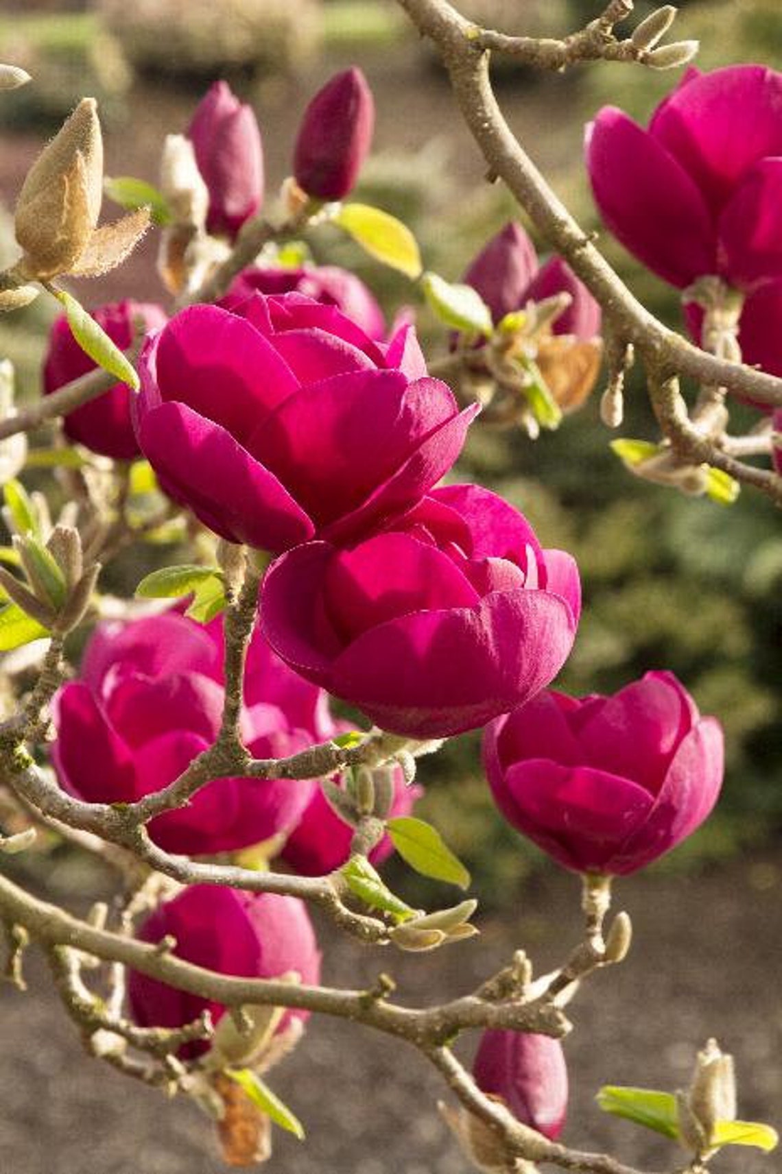 Black Tulip™ Magnolia 1 Live Plant 2 to 3 Tall Ship in Etsy