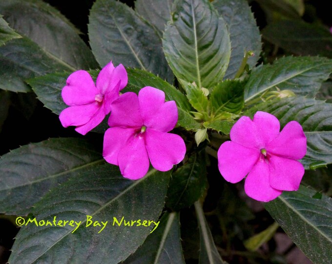 Impatiens 'Central Coast Rose'  - 1 Feet Tall-  Ship in 6" Pot