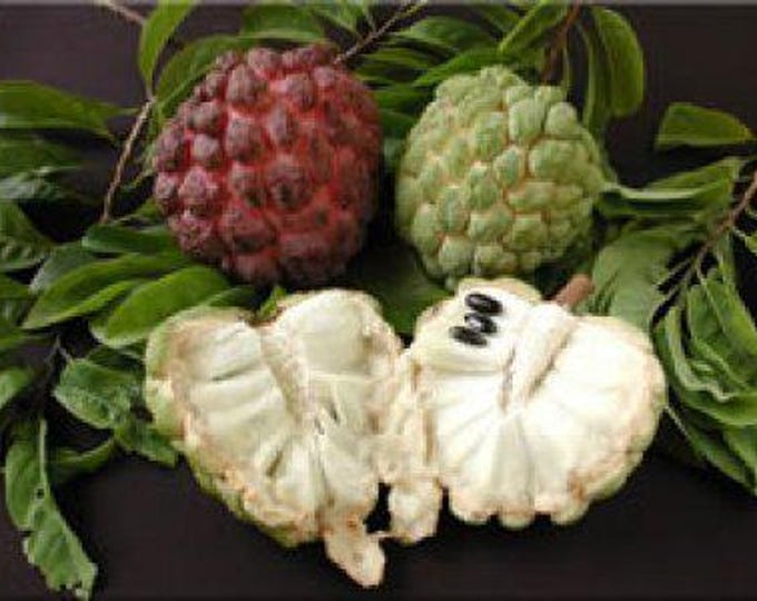 Sugar apple- 2  feet tall - ship in 3 gal pot