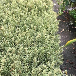 Myrtus communis &#39;compacta Variegata&#39; - dwarf myrtle - 1 feet tall - ship in 6&quot; pot