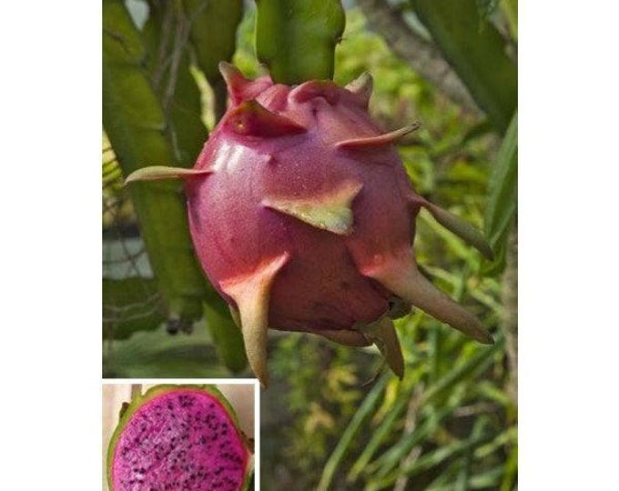 Dragon fruit 'edgar's baby' - 1 plant -  1 feet tall - ship in 1 gal pot