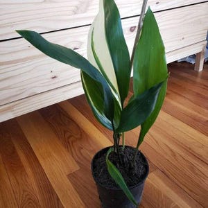 May include: A potted plant with green and white striped leaves. The plant is in a black pot and is sitting on a wooden floor.