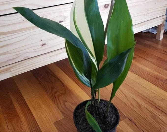 Cast iron variegated ‘okame’ live plant  ship in 6" pot