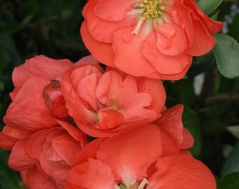 Double Take Orange Flowering Quince - 1 Feet Tall - Ship in 6" Pot