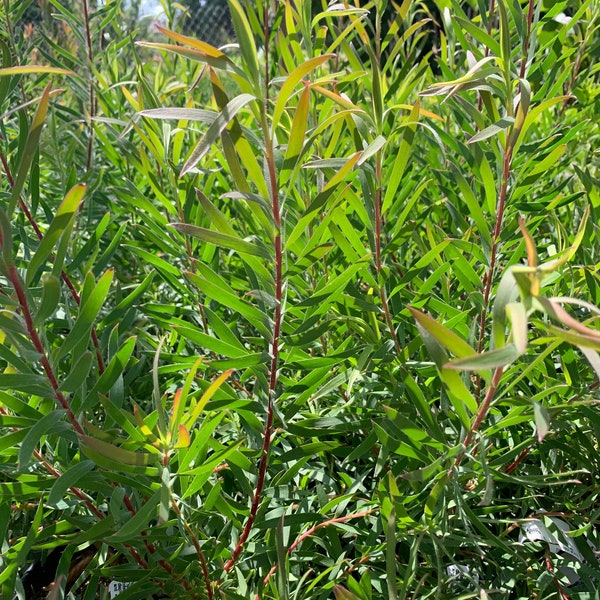 Leucadendron salignum ‘chief’ 1 live plant  ship in 6" pot