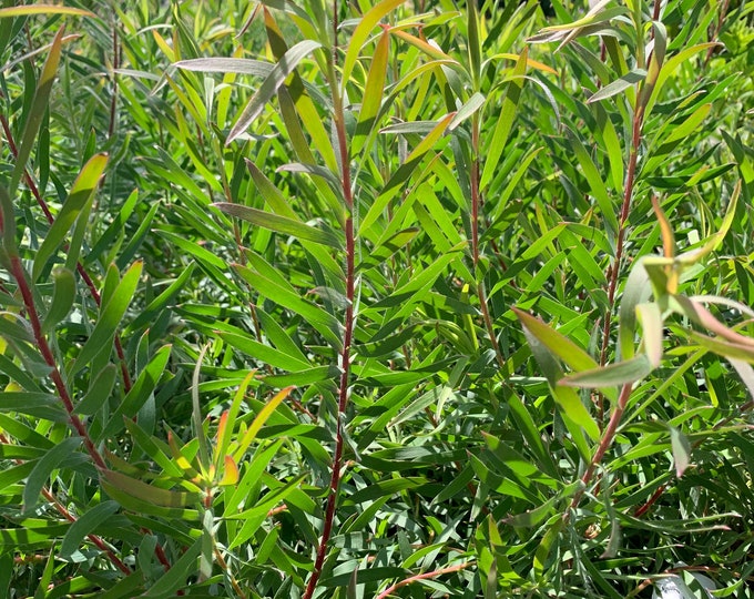 Leucadendron salignum ‘chief’ 1 live plant  ship in 6" pot