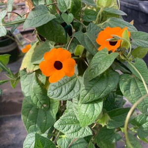 Orange thunbergia alata vine  ship in 6" pot