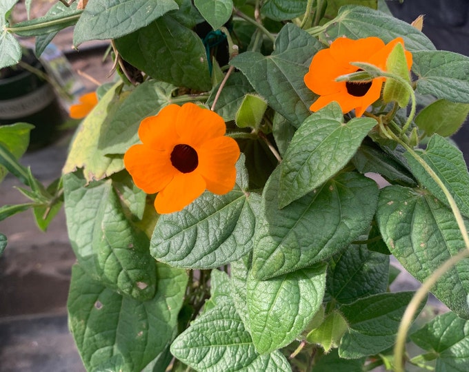 Orange thunbergia alata vine  ship in 6" pot