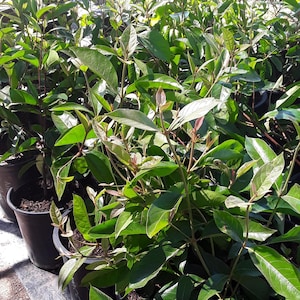 May include: A collection of young plants in black pots, featuring vibrant green leaves and reddish-brown stems. The plants are densely packed, creating a lush, verdant display, suggesting a nursery or garden setting.