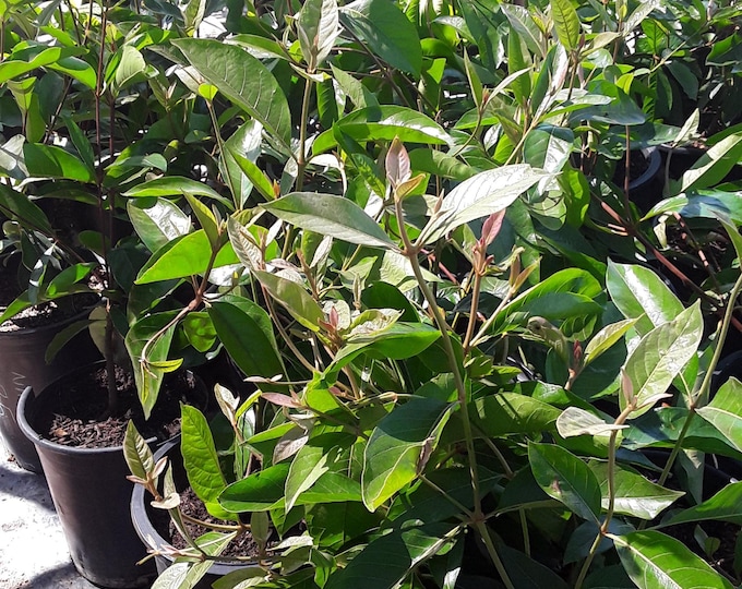Paterna - ice cream bean tree - 2  feet tall - ship in 3 gal pot