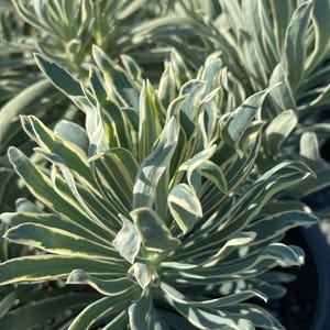 May include: Close-up of a plant with long, slender leaves. The leaves are a mix of green and creamy white, creating a striped pattern. The plant has a full, lush appearance, with many leaves overlapping each other. The image is well-lit, highlighting the details of the foliage.