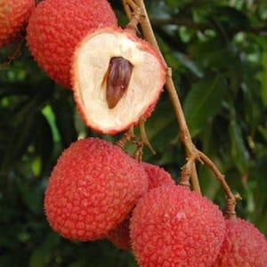 May include: Close-up of a cluster of red lychees, some with their skin intact and others cut open to reveal the white flesh and brown seed inside.