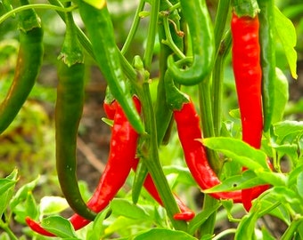 Thai Dragon Pepper  - 1 Plants  4" to 1 Feet Tall - Ship in 3" Pot