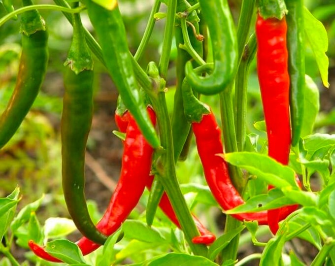 Thai Dragon Pepper  - 1 Plants  4" to 1 Feet Tall - Ship in 3" Pot