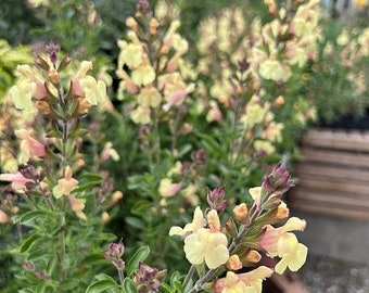 Salvia  'Pina Colada'  1 live plant  - 1 Feet Tall - ship in 6" pot