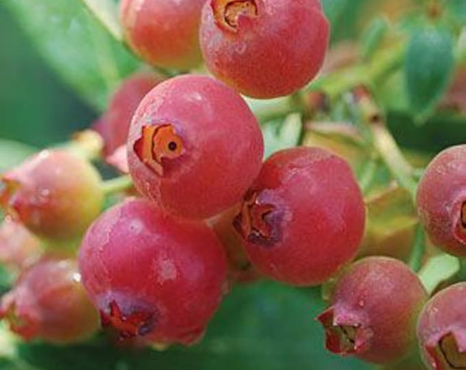 Blueberry 'pink lemonade'- 1 plant - 1 feet tall - ship in 1 gal pot