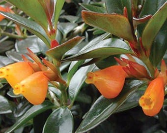 Goldfish Plant(Nematanthus Hybrid) - 1 Plants - 4" to 6" Long - Ship in 4" Pot