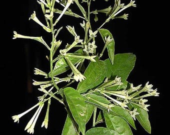 May include: A close-up of a green plant with white flowers. The plant has long, thin stems and leaves. The flowers are small and delicate, with a white color.