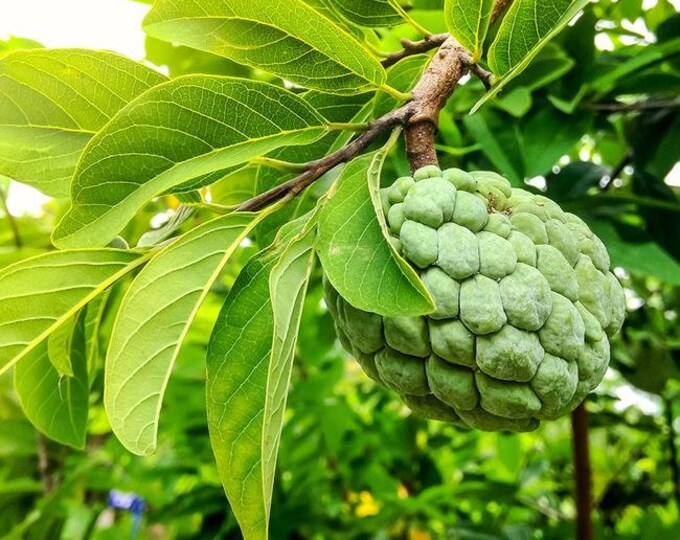 SUGAR APPLE-  1 to 2   Feet Tall   - Ship in 6" Pot