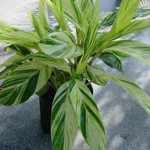 May include: A potted plant with green and white striped leaves. The plant is in a black pot and is sitting on a gray concrete surface.
