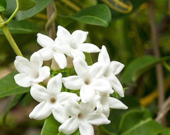 Madagascar Jasmine Stephanotis floribunda - 1 Plants  - 2 to 3  feet Long  - Ship in 3 gal Pot