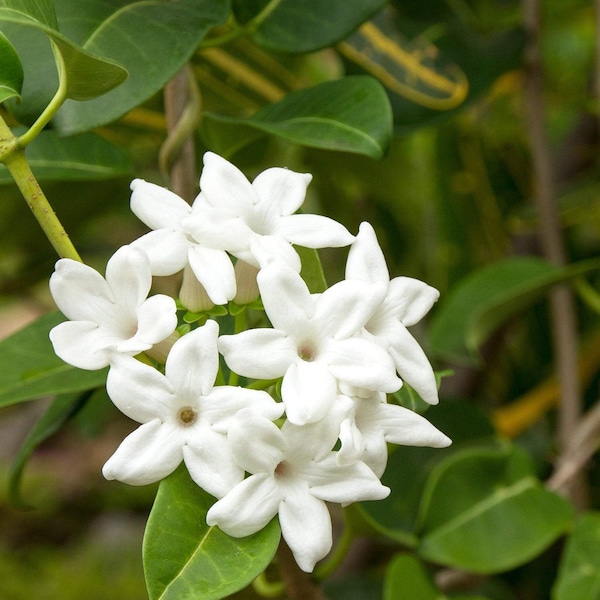 Madagascar Jasmine Stephanotis floribunda - 1 Plants  - 2 to 3  feet Long  - Ship in 3 gal Pot