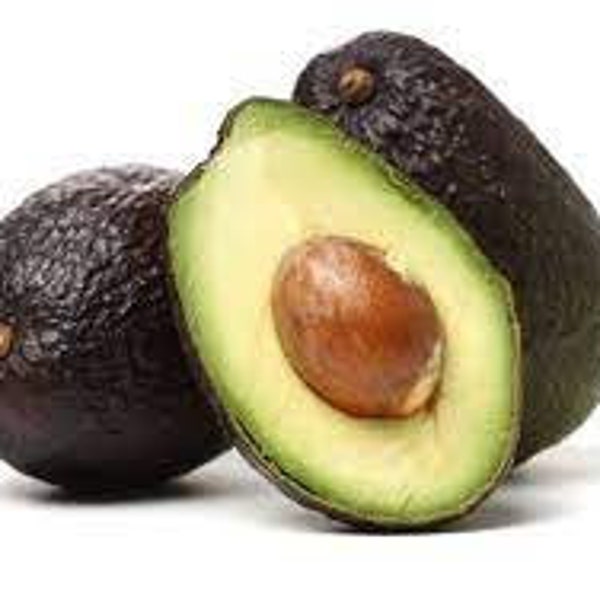 Del Rio Avocado Tree Etsy