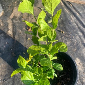 May include: A small green plant with large leaves growing in a black plastic pot. The plant is sitting on a black surface.