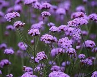 Verbena bonariensis - 1 Starter - 4" Tall - ship in 3" pot