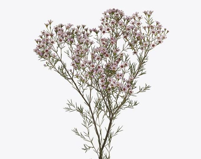 Chamelaucium uncinatum 'Jupiter Solar' - 1 Feet Tall